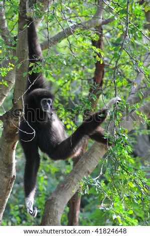 Black Gibbon Monkey