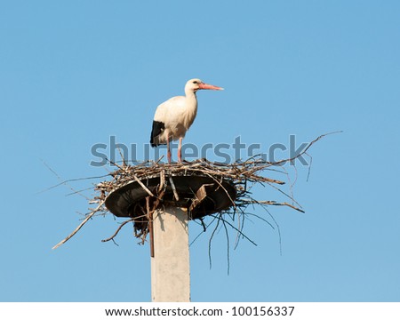 The young storks built a nest and waits for a female.