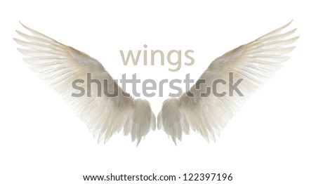 Natural white goose wings Isolation Natural white goose wings Isolation