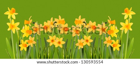 Bright yellow daffodils on a green background. Isolation.