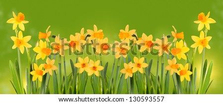 Bright yellow daffodils on a green background.