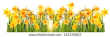 Bright yellow daffodils . Isolation.