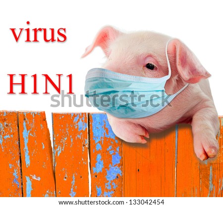 H1N1 virus. Humorous collage. Pig wearing a mask hanging on the fence .. Isolation.