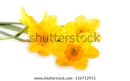 Bouquet of yellow daffodils. Isolated on white background
