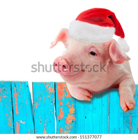 Funny Pig In A Cap Of Santa Claus Hanging On The Fence. Studio Photo. Isolated On White Background. Collage For Congratulations Farmers.