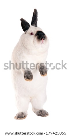 Rabbit standing on hind legs. Purebred rabbit. Isolated on white background. Breed \