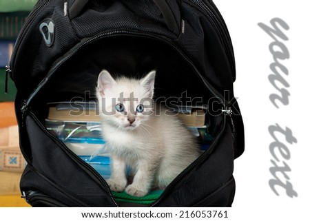 kitten sitting in a school backpack.  isolated.