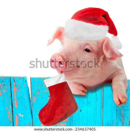 Funny pig in a cap of Santa Claus hanging on the fence. Studio photo. Isolated on white background. Collage for congratulations farmers.