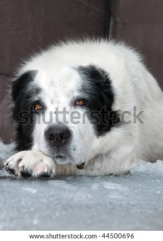 The big, white dog lies on ice