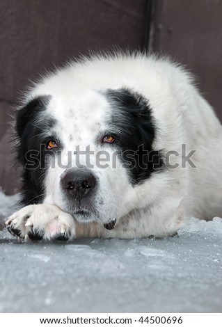 Big White Dog