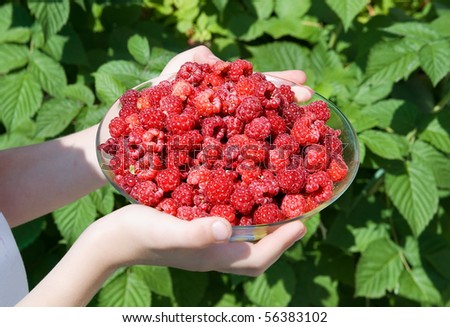 Berry a raspberry against a raspberry bush