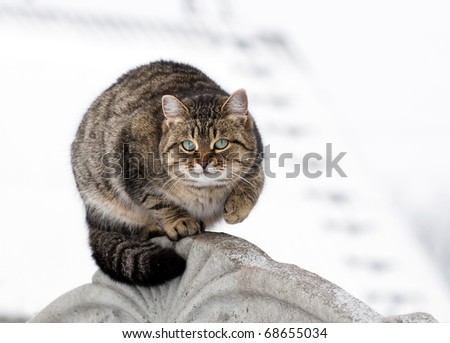 Cat during hunting for birds