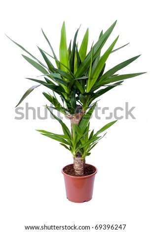 House Pot Plants