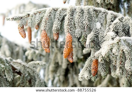 Fir branch with beautiful pine cones covered with frost. isolated