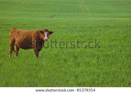 Cow standing in a barley field in early spring