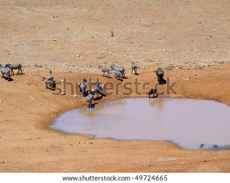 group of animals at water hole