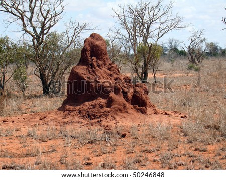 Huge Ant Hill