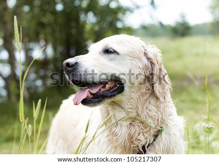Portrait of Golden Retriever. Female, eight years old.