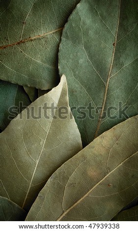 Dried laurel leaf background.