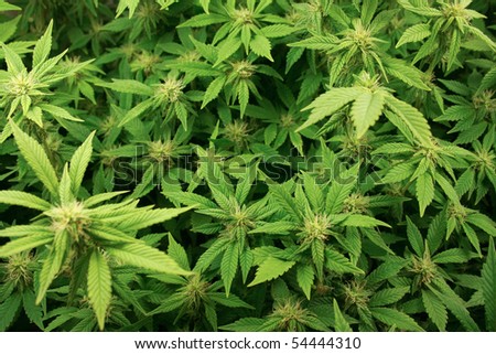 Cannabis plants background.