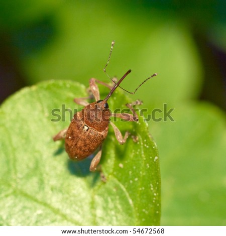 Beetle weevil (Curculia nucum) sitting on a leaf. Extreme close-up.