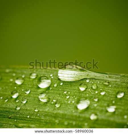 Reeds leaf with water drops on it. With space for text.