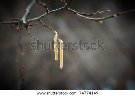 Closeup on birch tree branch ending with birch seeds. Spring season.