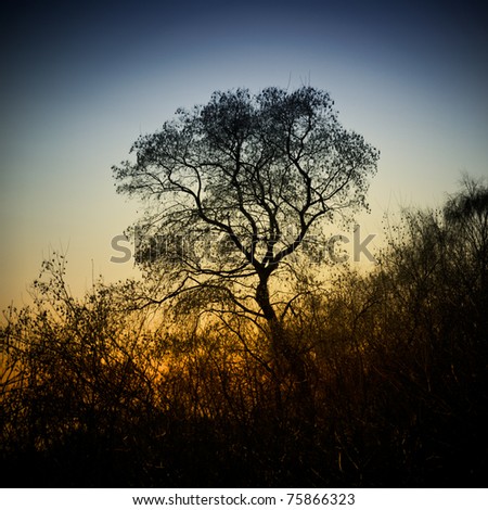 Tree Silhouette At Sunset