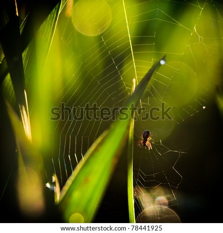 spider sits in the center of a web waiting for prey