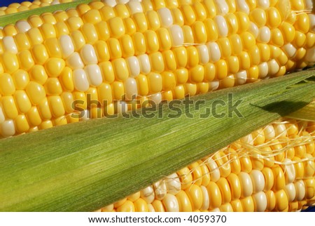 Corn Ears I