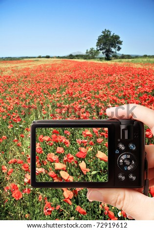 Closeup of hand holding photo camera capturing picture of rural scene - red summer poppy field