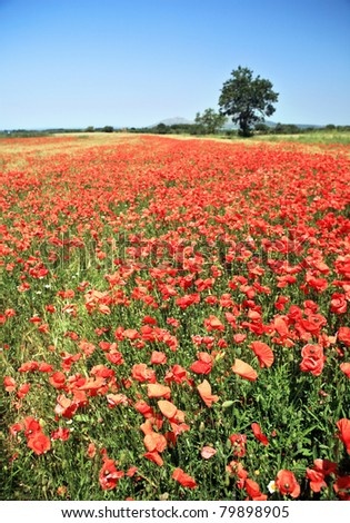 Summer poppy field