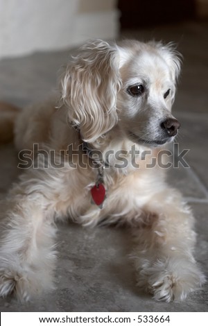 Cocker Spaniel mix laying on a tile floor