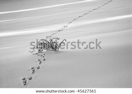 snowy field with small bush and footprint of rabbit