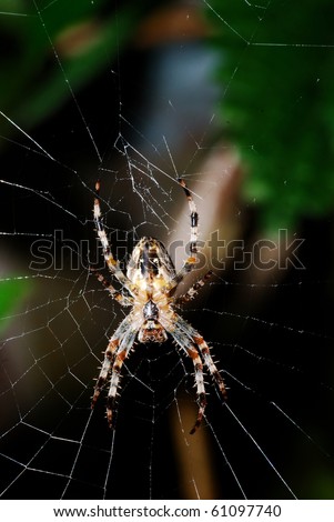 spider sits on its net , picture taken from its underneath