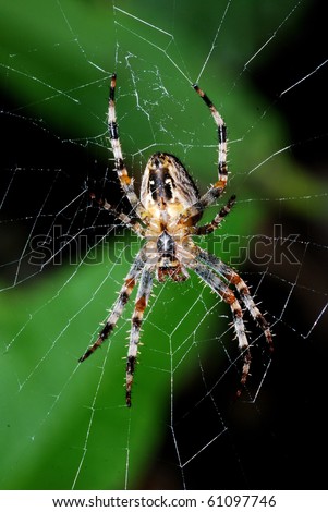 a spider  sits on its net. picture taken from its underneath