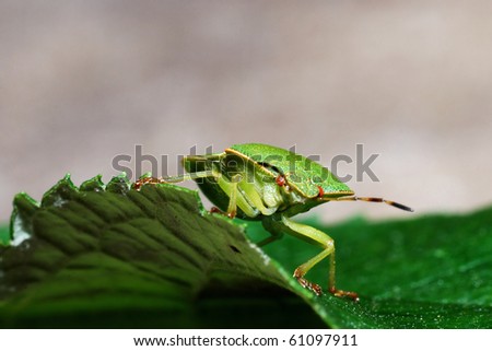 Stink Bug ? Banasa dimiata sits on the green leaf