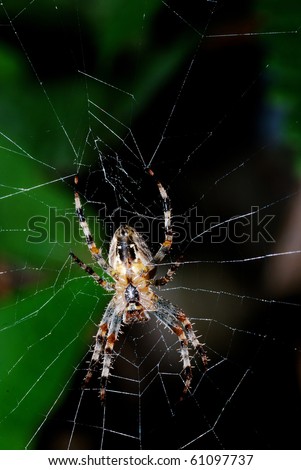 spider sits on its net , picture taken from its underneath