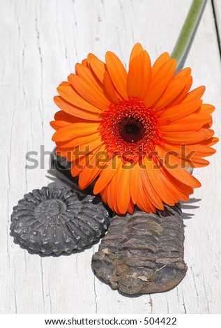 Orange Daisy With Fossils