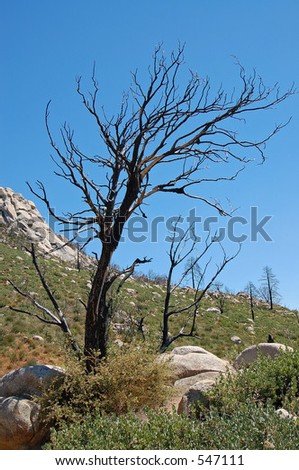 Lone Burnt Tree