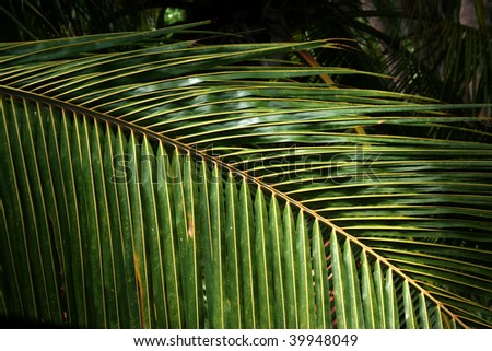 Palm fronds texture - Beautiful curved palm branches