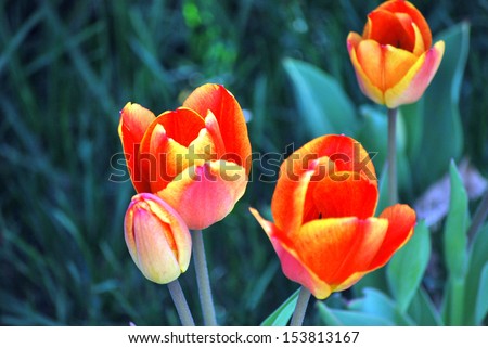 Colorful tulips in Amsterdam Netherlands.