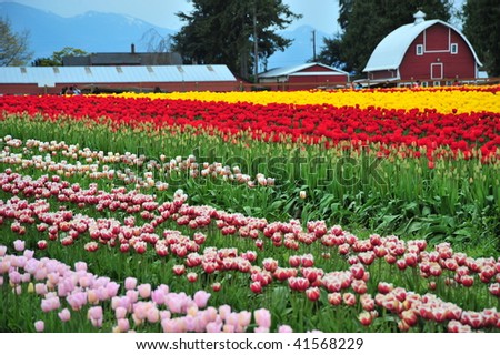 Tulip field in amsterdam.