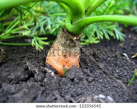 There are carrot, green leaves and black ground