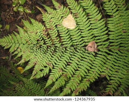 This is structure of green leaf of a fern. Closeup
