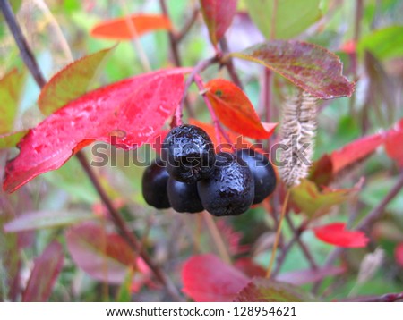 There are service tree and  black chokeberry berries