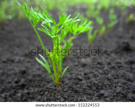 There are green sprout of grass on  ground