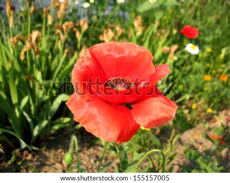 There are red flowers (poppy) and green grass