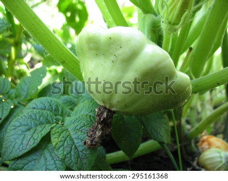 There are green squash, leaves and stems.