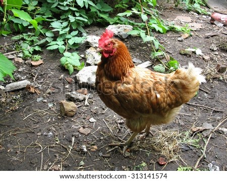 There are rural farm, grass and hen